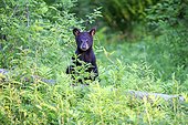 Young Black Bear undergrowth in the spring - Minnesota USA