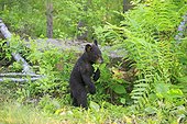 Young Black Bear undergrowth in the spring - Minnesota USA