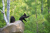 Young Black Bears undergrowth in the spring - Minnesota USA