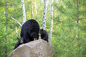 Black Bear and young on rock in the spring - Minnesota USA