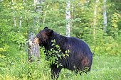 Black Bear in the woods in the spring - Minnesota USA