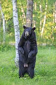 Black Bear standing in the woods in spring - Minnesota USA