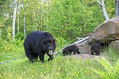 Black Bear and young in spring - Minnesota USA