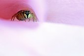 Jumping spider on the lookout in a Rose - Provence France
