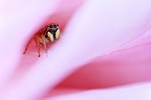 Araignée sauteuse à l'affût dans une rose - Provence France