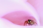 Jumping spider on the lookout in a Rose - Provence France