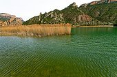 Common reeds growing in a lake of Catlonia - Spain