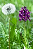 Elder-flowered orchid and dandelion in Catalonia - Spain