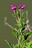 Great hairy willowherb in bloom in Catalonia - Spain