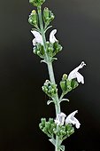 Savory in bloom in Catalonia- Spain