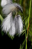 Cottongrass in bloom in Catalonia - Spain