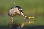 Black-crowned night heron stalking prey - Hungary