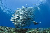 Diver and Shoal of Bigeye Trevally - Solomon Islands