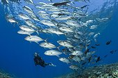 Diver and Shoal of Bigeye Trevally - Solomon Islands