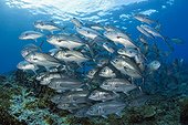 Shoal of Bigeye Trevally - Solomon Islands