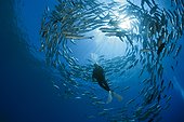 Diver and Shoal of Bigeye Trevally - Solomon Islands