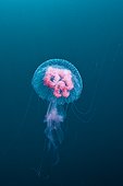 Luminscent Mauve Stinger Jellyfish - Solomon Islands