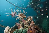 Lionfish at Mbike Wreck - Solomon Islands