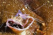 Commensal Shrimp on Tube Anemone - Solomon Islands