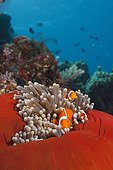 Pair of Clown Anemonefish in Sea anemone - Solomon Islands