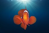 Spinecheek Clownfish - Solomon Islands