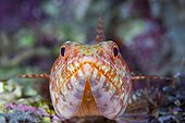 Portrait of Reef Lizardfish in reef - Solomon Islands ; Marovo Lagoon