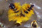 Yellow Christmas-Tree Worm on coral reef - Solomon Islands