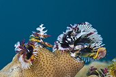 Yellow Christmas-Tree Worm on coral reef - Solomon Islands