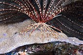 Cirri of Common Crinoid - Solomon Islands