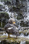 Flightless Steamerduck bathing in cascade  ; zoo of Doue La Fontaine