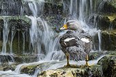 Flightless Steamerduck bathing in cascade  ; zoo of Doue La Fontaine