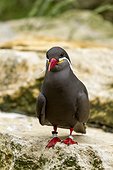 Inca Tern on rock ; zoo of Doue La Fontaine