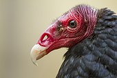 Portrait of Turkey Vulture ; zoo of Doue La Fontaine