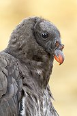 Portrait of young King Vulture ; zoo of Doue La Fontaine