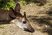 Portrait of Okapi ; zoo of Doue La Fontaine