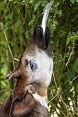 Portrait of Okapi tongue out  ; zoo of Doue La Fontaine