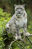 Snow leopard on a branch ; zoo of Doue La Fontaine