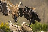 Vultures fighting in flight - Castile and Leon Spain