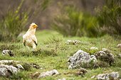 Egyptian vulture on ground - Castile and Leon Spain