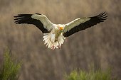 Egyptian vulture in flight - Castile and Leon Spain
