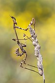 Conhehead Mantis on ear - Spain