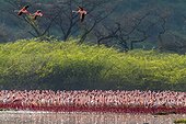 Lesser flamingoes colony - Bogoria lake Kenya