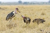 Lappet-faced vulture in conflict with marabou stork -  Kenya