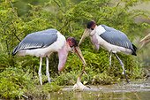 Marabou storks eating a Lesser Flamingo - Lake Bogoria Kenya