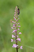 Burnet on Fragrant orchid flowers - Aquitaine France