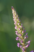 Sheep Tick on Fragrant orchid flowers - Aquitaine France