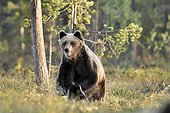 Male brown bear charging a young male - Finland
