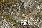 Young Rough-legged Hawks at nest - Varanger Norway ; devouring a rodent
