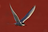 Arctic tern in flight - Varanger Norway