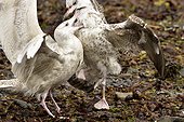 Glaucous gulls fighting over a carcass - Norway